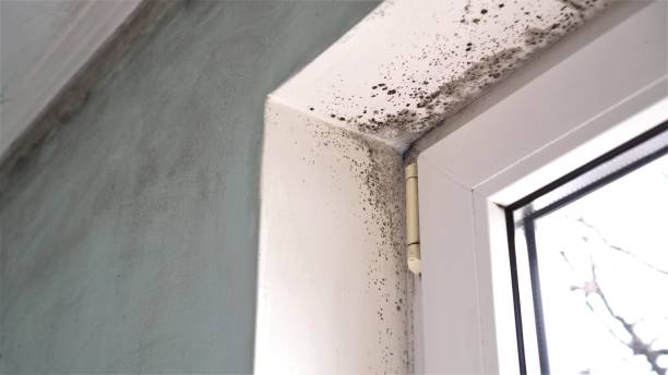 Best DIY Mold Remediation Support Services in Glenwood, AR