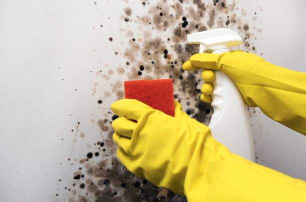 Best Black Mold Remediation in Glenwood, AR